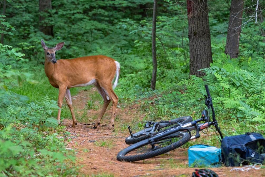 Taboo Muskoka Ξενοδοχείο Gravenhurst Εξωτερικό φωτογραφία