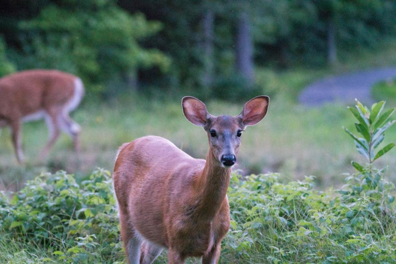 Taboo Muskoka Ξενοδοχείο Gravenhurst Εξωτερικό φωτογραφία